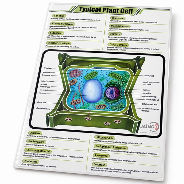 Typical Plant Cell Chart